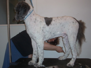 Dog Grooming Dog Mountain Lodge Pet Spa